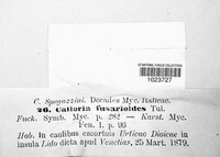 Calloria urticae image